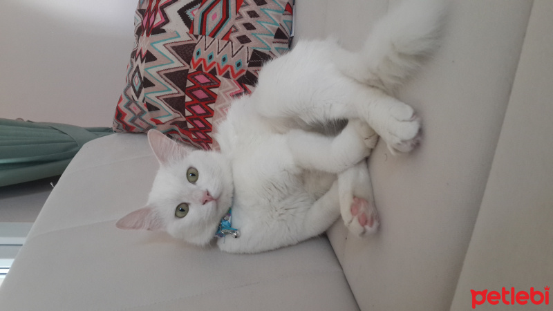 Ankara Kedisi, Kedi  inci fotoğrafı