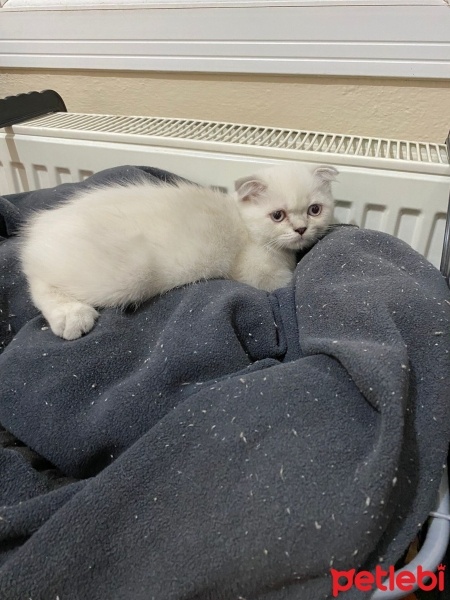 Scottish Fold, Kedi  Duman fotoğrafı