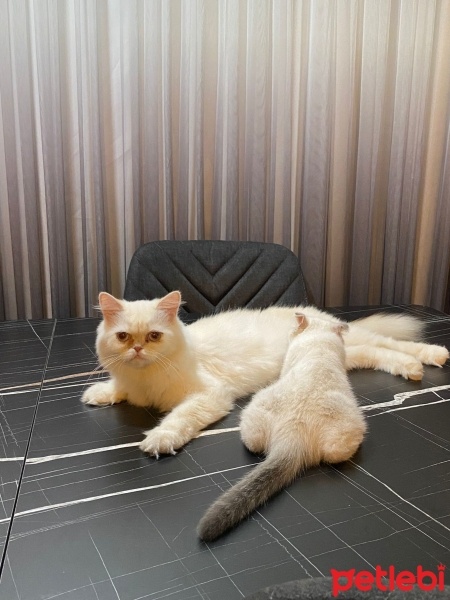 Scottish Fold, Kedi  Duman fotoğrafı