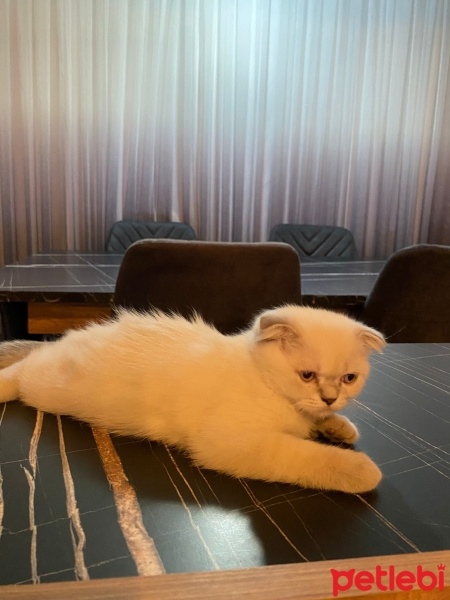 Scottish Fold, Kedi  Duman fotoğrafı