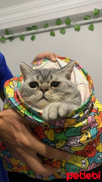 British Shorthair, Kedi  Gece fotoğrafı