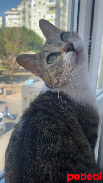 Tekir Kedi, Kedi  Minnoş fotoğrafı