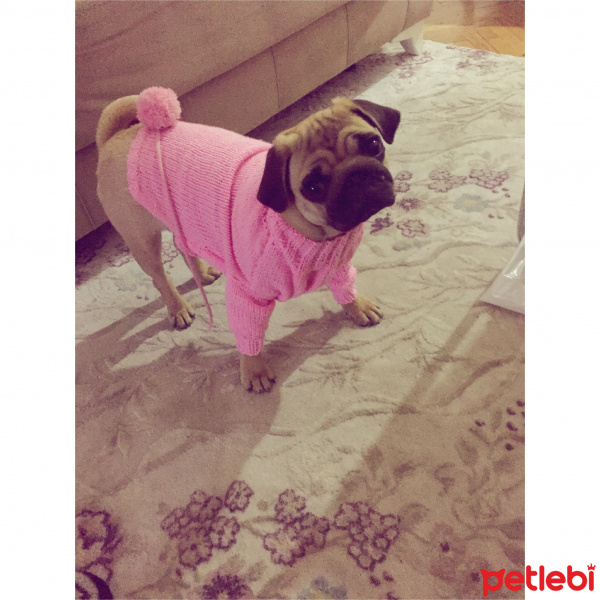 Pug, Köpek  VİSKİ fotoğrafı