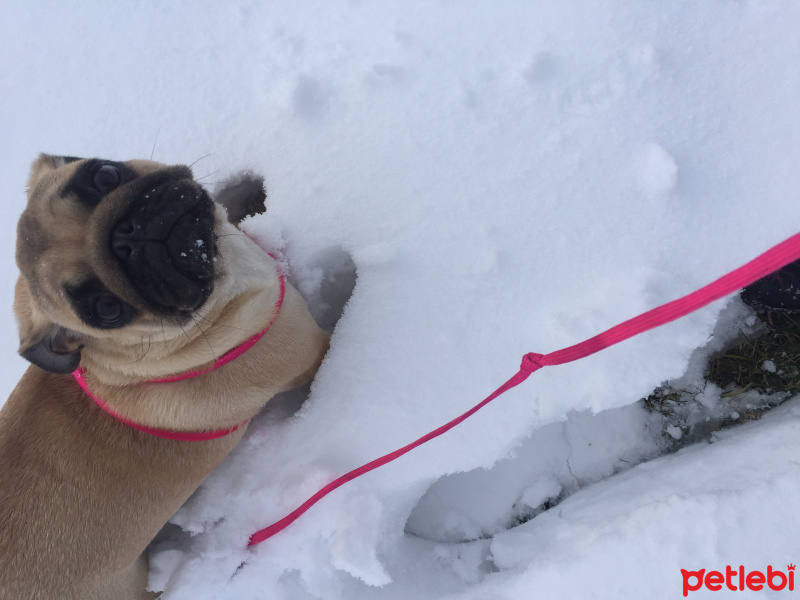 Pug, Köpek  VİSKİ fotoğrafı