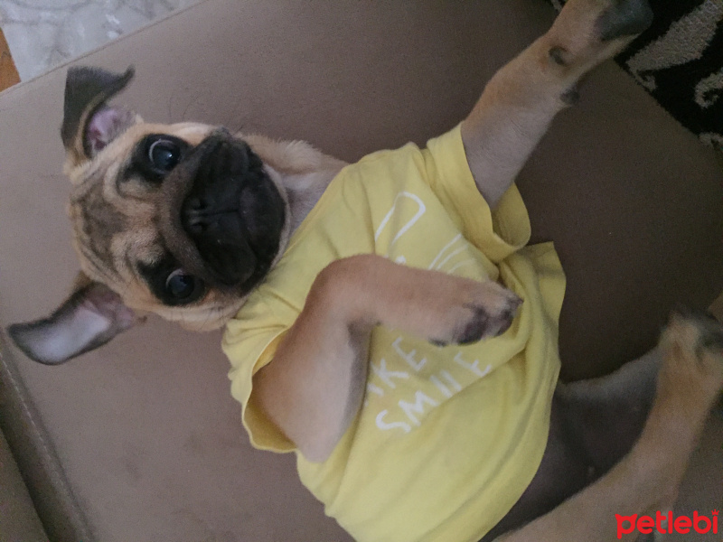 Pug, Köpek  VİSKİ fotoğrafı