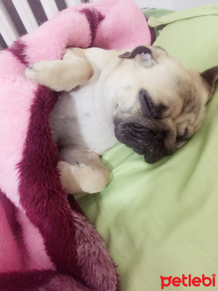 Pug, Köpek  VİSKİ fotoğrafı