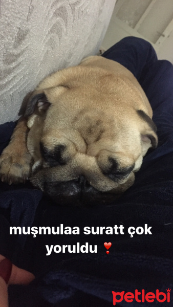 Pug, Köpek  VİSKİ fotoğrafı