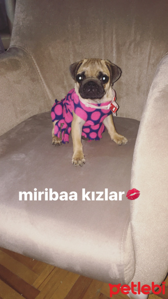 Pug, Köpek  VİSKİ fotoğrafı