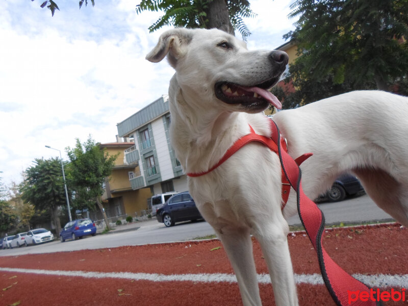 Labrador Retriever, Köpek  Kontes fotoğrafı