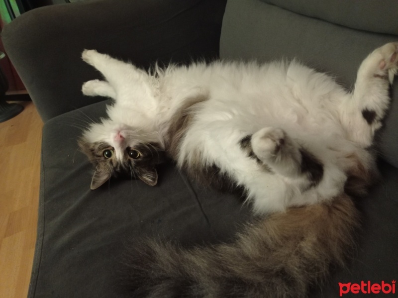 Norwegian Forest, Kedi  Kaspar fotoğrafı