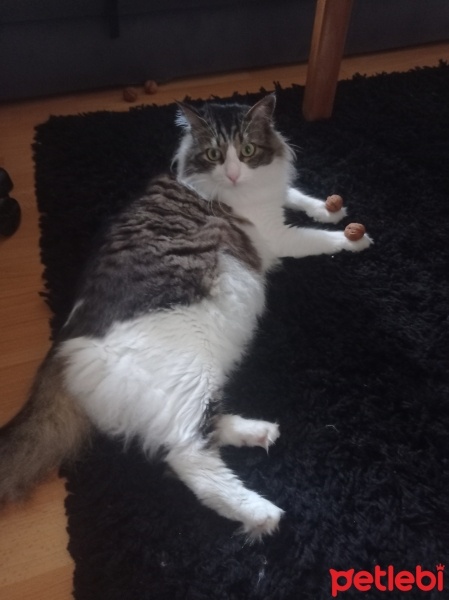Norwegian Forest, Kedi  Kaspar fotoğrafı
