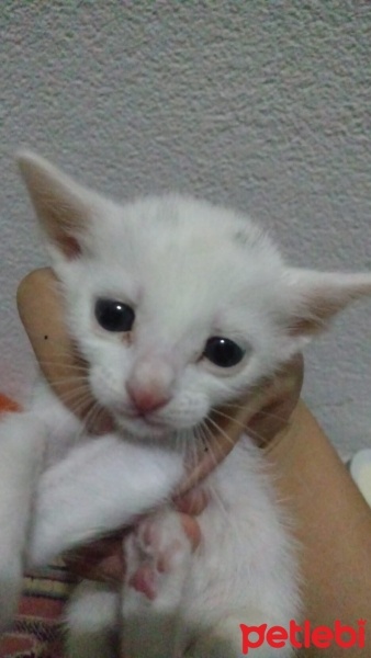 Van Kedisi, Kedi  fıstık fotoğrafı