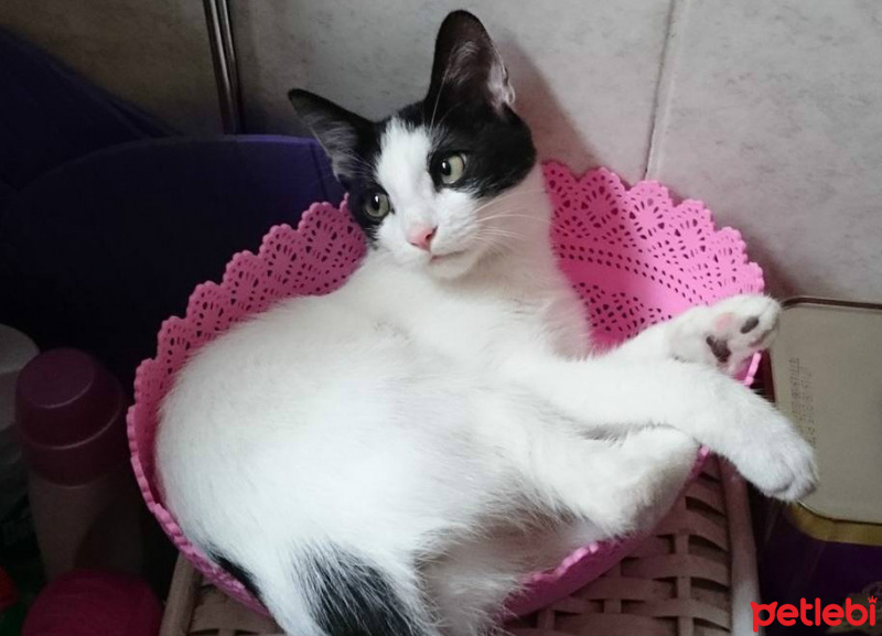 Tuxedo (Smokin) Kedi, Kedi  Kafka fotoğrafı