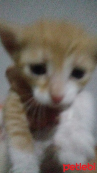 Abyssinian, Kedi  1 fotoğrafı