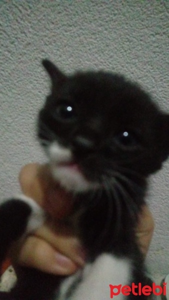 American Bobtail, Kedi  2 fotoğrafı