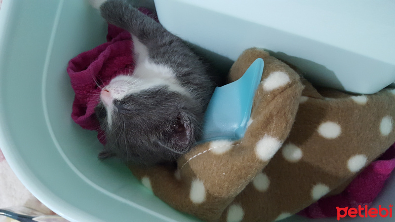 Tekir Kedi, Kedi  Şila fotoğrafı