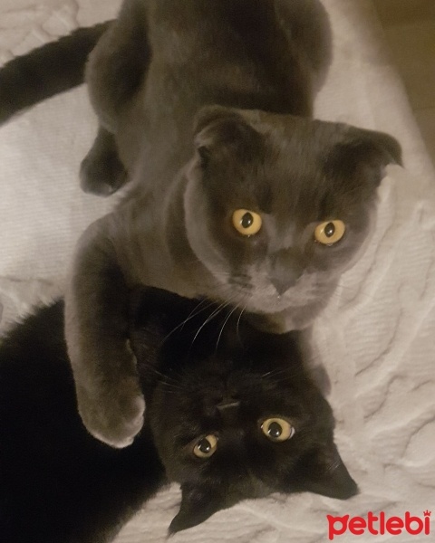 Scottish Fold, Kedi  Yaman ve Duman fotoğrafı