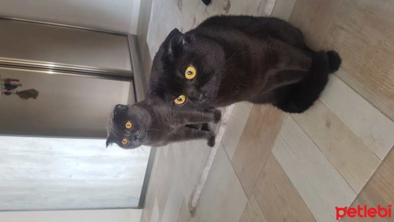 Scottish Fold, Kedi  Yaman ve Duman fotoğrafı