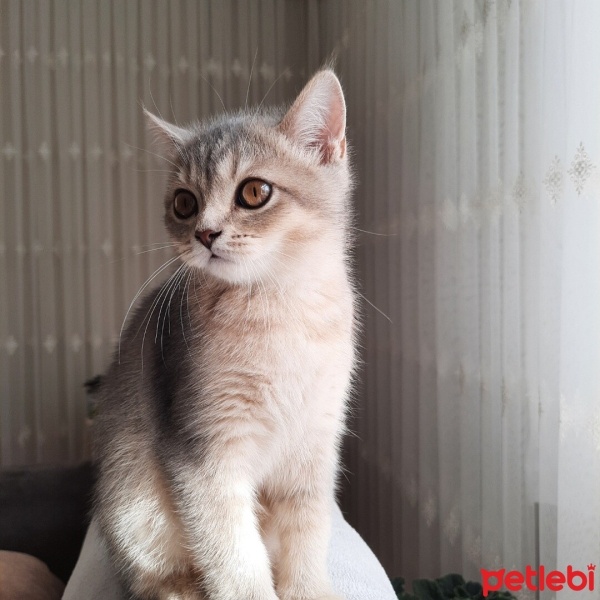 British Shorthair, Kedi  Badem fotoğrafı
