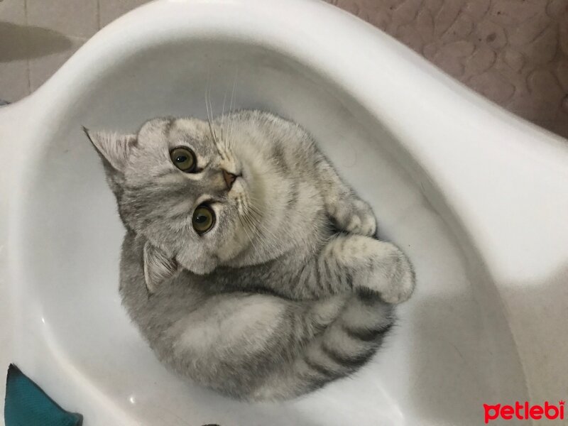 Scottish Fold, Kedi  Sultansülüman fotoğrafı