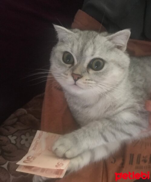 Scottish Fold, Kedi  Sultansülüman fotoğrafı