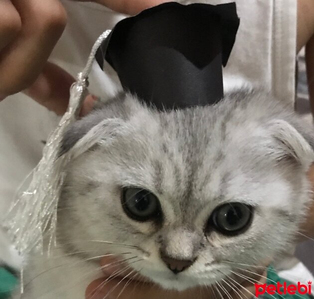 Scottish Fold, Kedi  Sultansülüman fotoğrafı