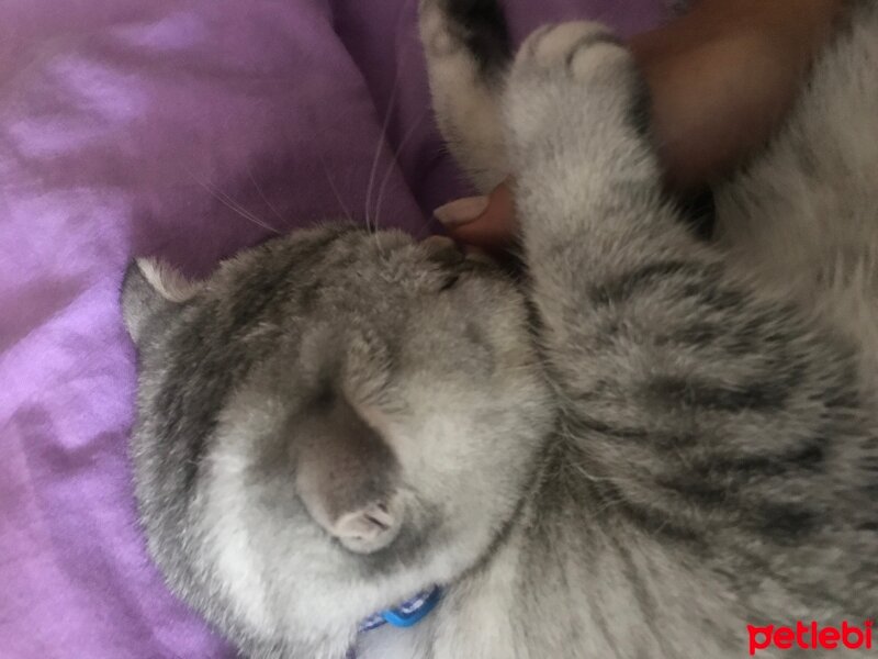 Scottish Fold, Kedi  Sultansülüman fotoğrafı