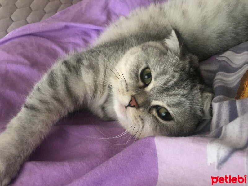 Scottish Fold, Kedi  Sultansülüman fotoğrafı