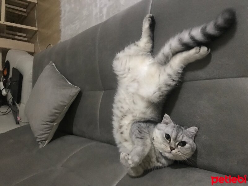 Scottish Fold, Kedi  Sultansülüman fotoğrafı