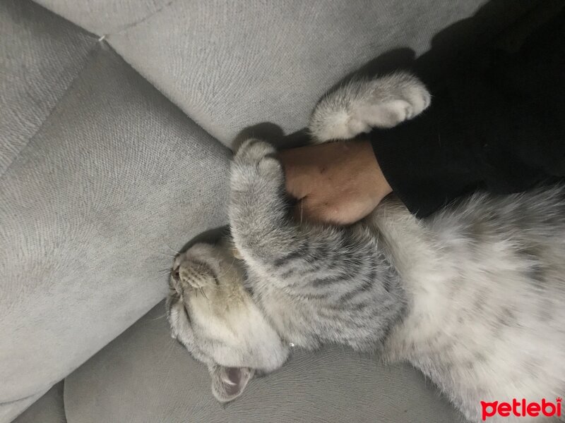 Scottish Fold, Kedi  Sultansülüman fotoğrafı