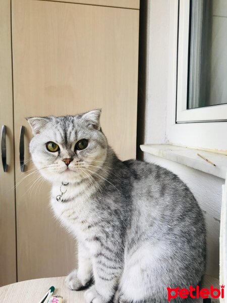 Scottish Fold, Kedi  Sultansülüman fotoğrafı