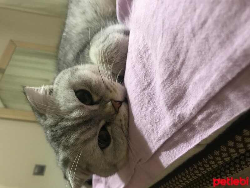 Scottish Fold, Kedi  Sultansülüman fotoğrafı