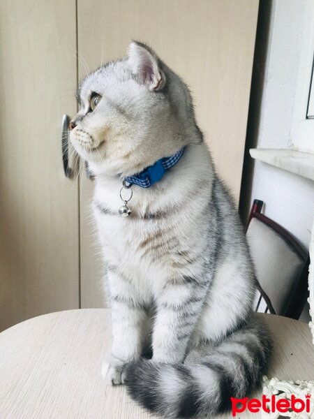 Scottish Fold, Kedi  Sultansülüman fotoğrafı