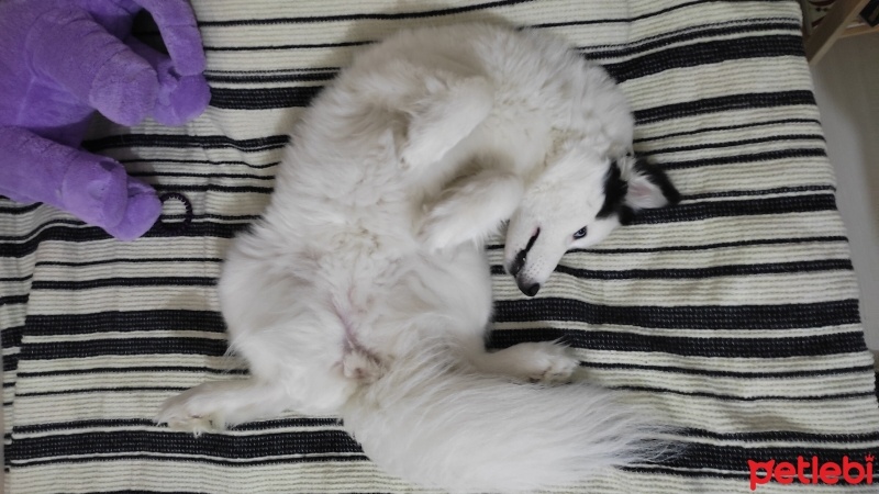 Sibirya Kurdu (Husky), Köpek  Aşure fotoğrafı