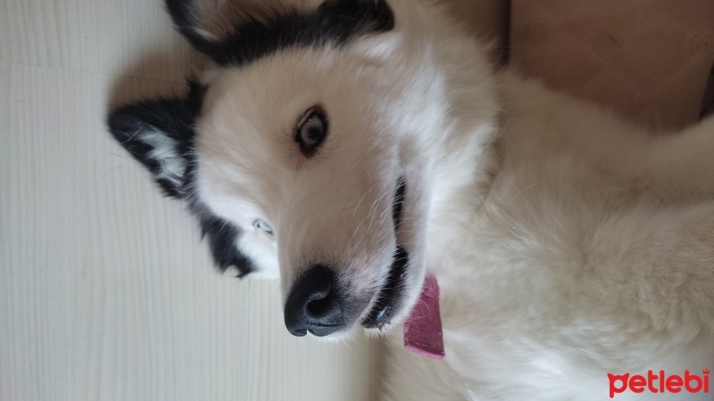 Sibirya Kurdu (Husky), Köpek  Aşure fotoğrafı