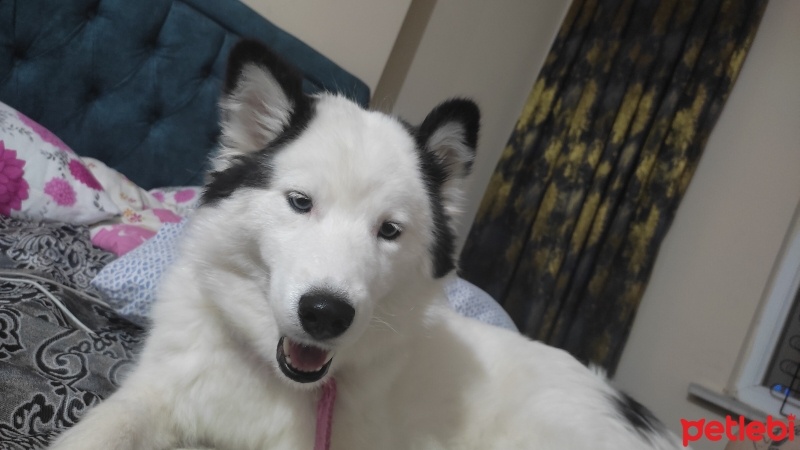 Sibirya Kurdu (Husky), Köpek  Aşure fotoğrafı