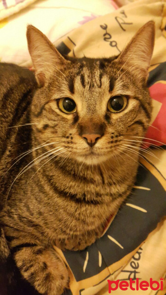 Tekir Kedi, Kedi  Şanslı fotoğrafı
