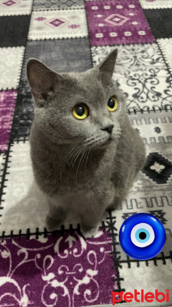 British Shorthair, Kedi  Şeker fotoğrafı