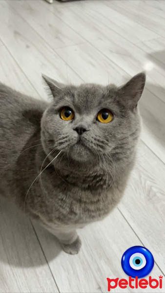 British Shorthair, Kedi  Diana fotoğrafı