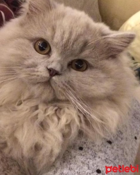 British Longhair, Kedi  Paşa fotoğrafı