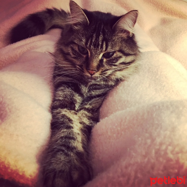 Tekir Kedi, Kedi  şıkır fotoğrafı