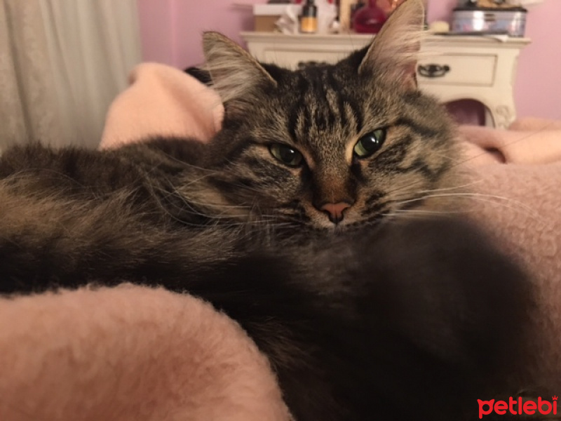 Tekir Kedi, Kedi  şıkır fotoğrafı