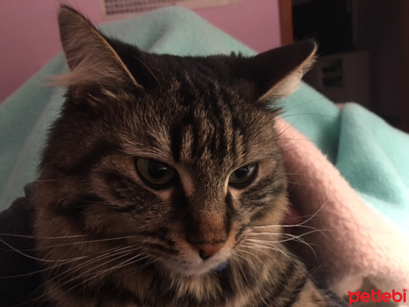 Tekir Kedi, Kedi  şıkır fotoğrafı