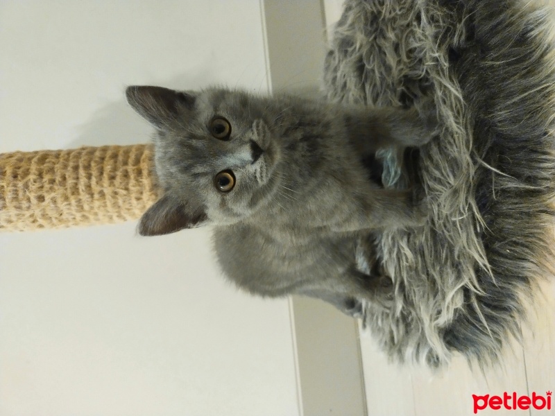 British Shorthair, Kedi  Pamuk fotoğrafı