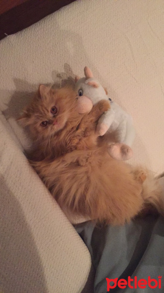 Chinchilla, Kedi  ponch fotoğrafı