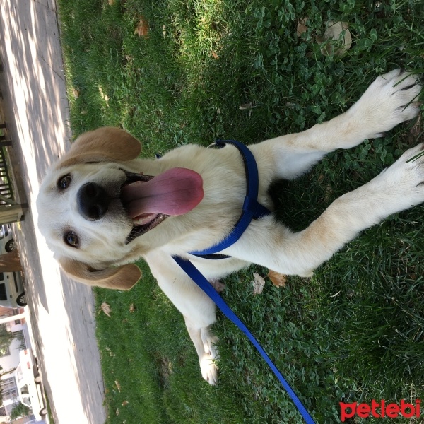 Golden Retriever, Köpek  EROS fotoğrafı