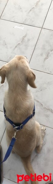 Golden Retriever, Köpek  EROS fotoğrafı