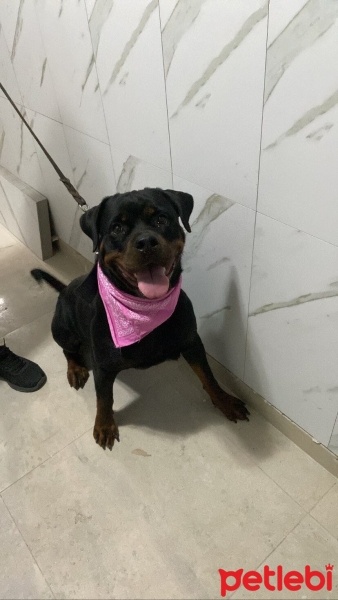 Rottweiler, Köpek  Fansy fotoğrafı