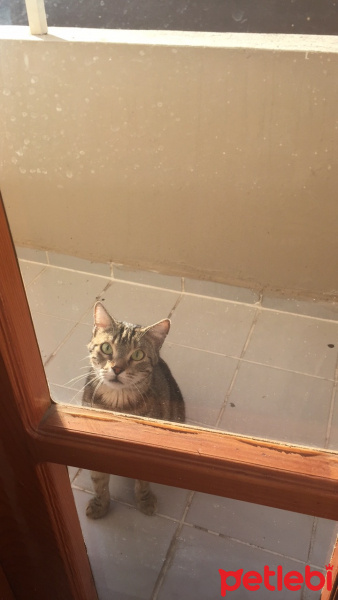 Tekir Kedi, Kedi  Miniş  fotoğrafı