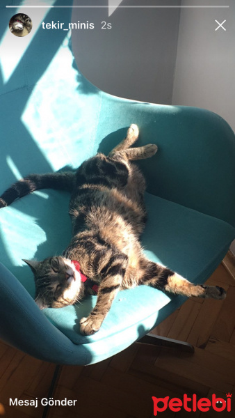 Tekir Kedi, Kedi  Miniş  fotoğrafı